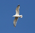 Seagull8